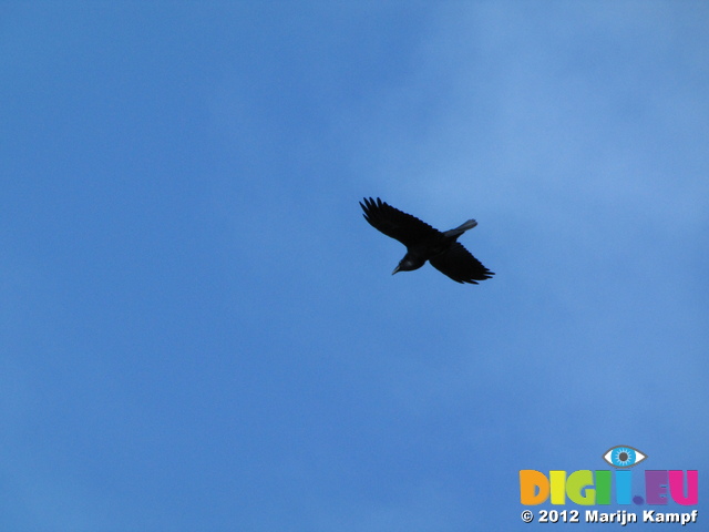 SX24821 Raven (Corvus corax)